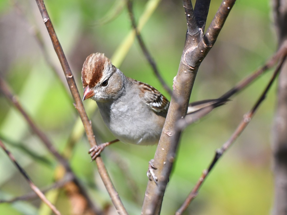 White-crowned Sparrow - ML128061141