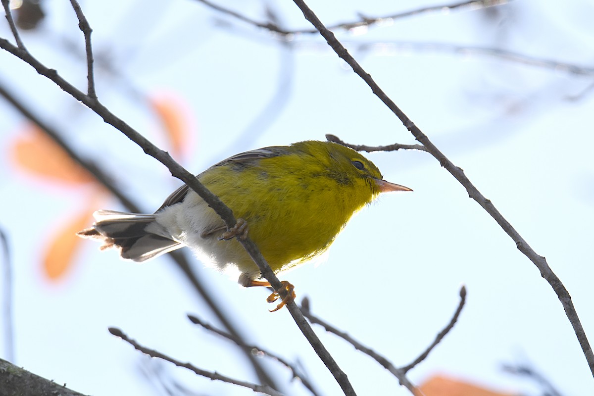 Pine Warbler - ML128061611