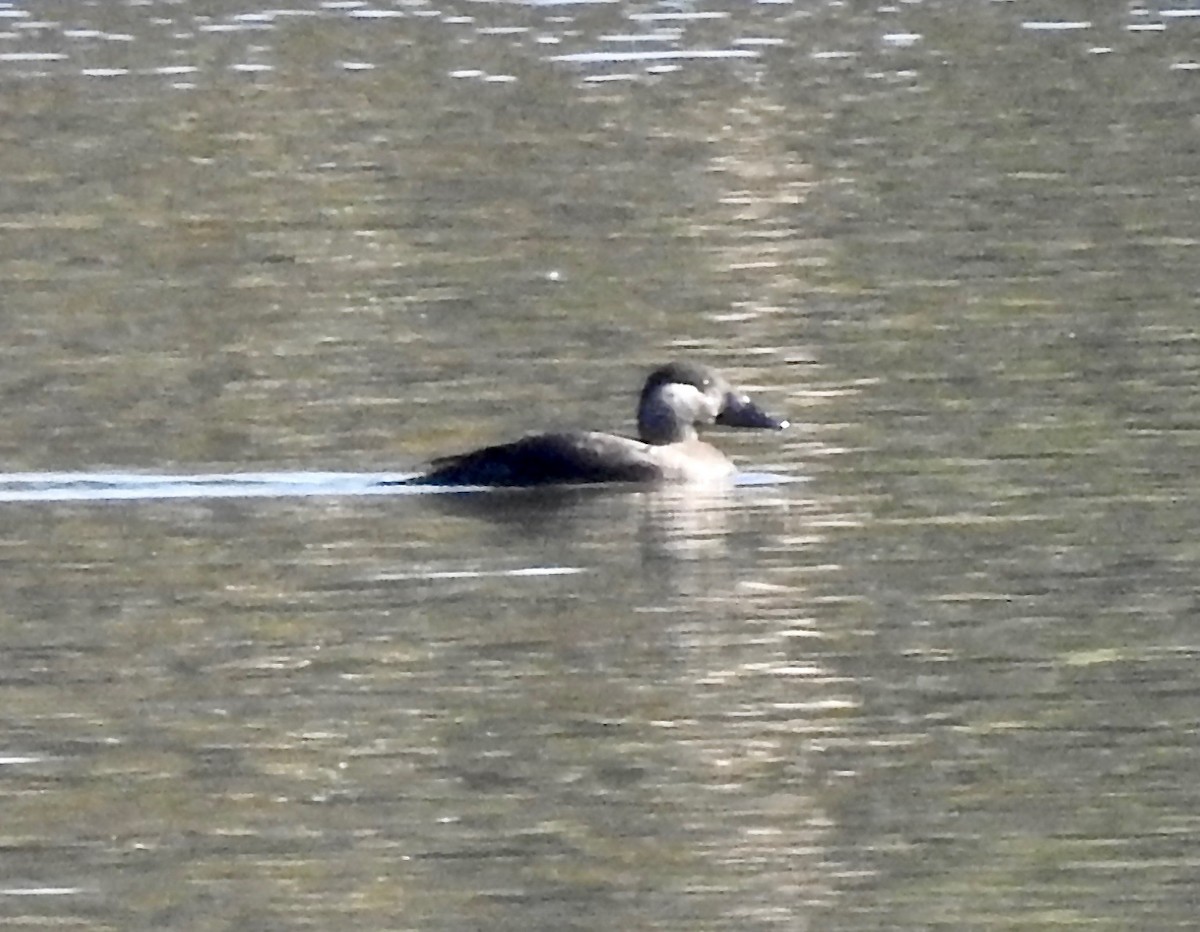Surf Scoter - ML128061631
