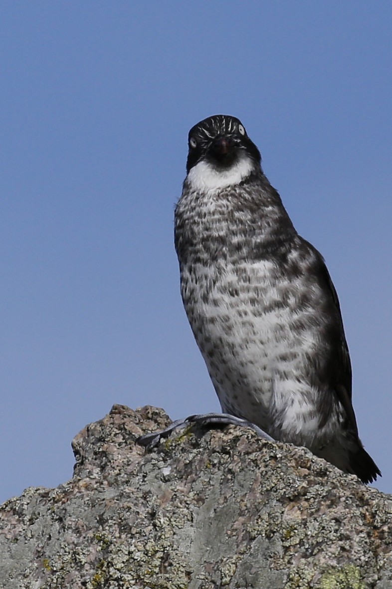 Least Auklet - Laura Keene