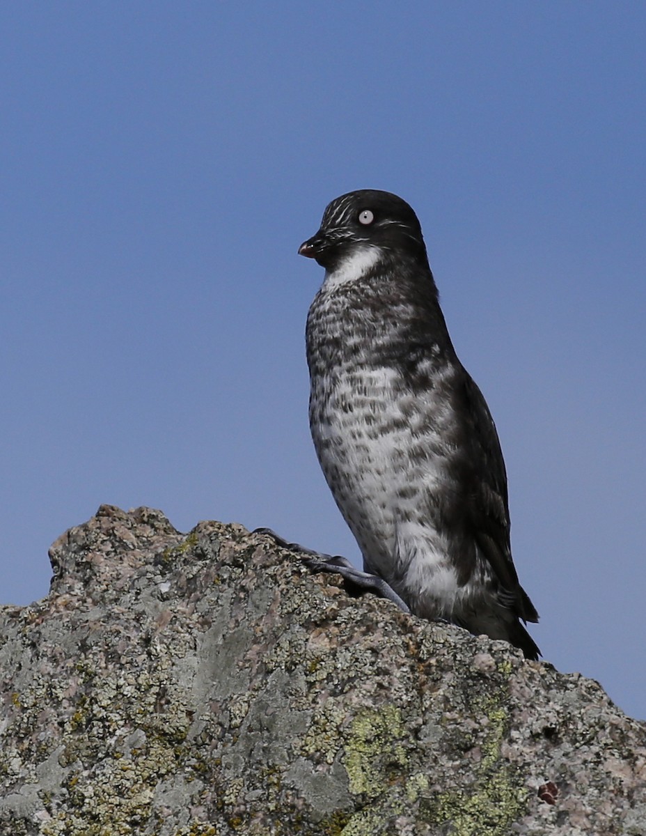 Least Auklet - Laura Keene