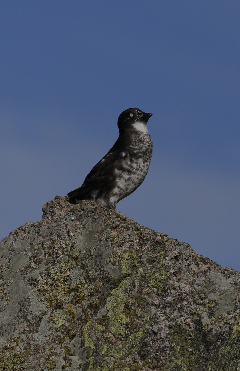 Least Auklet - Laura Keene