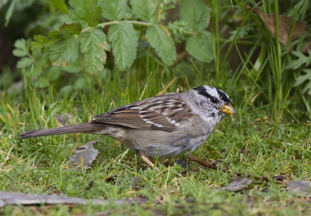 White-crowned Sparrow - ML128062531