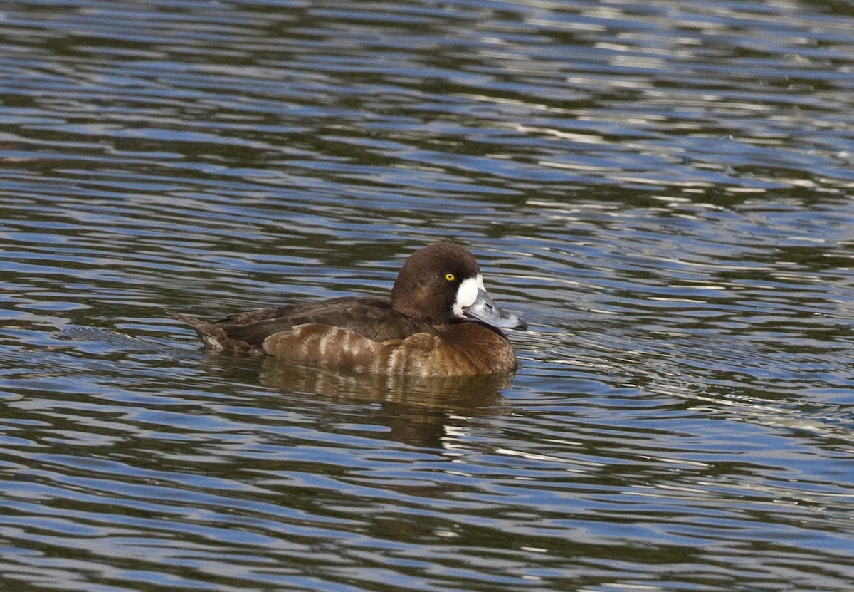 Greater Scaup - ML128062541