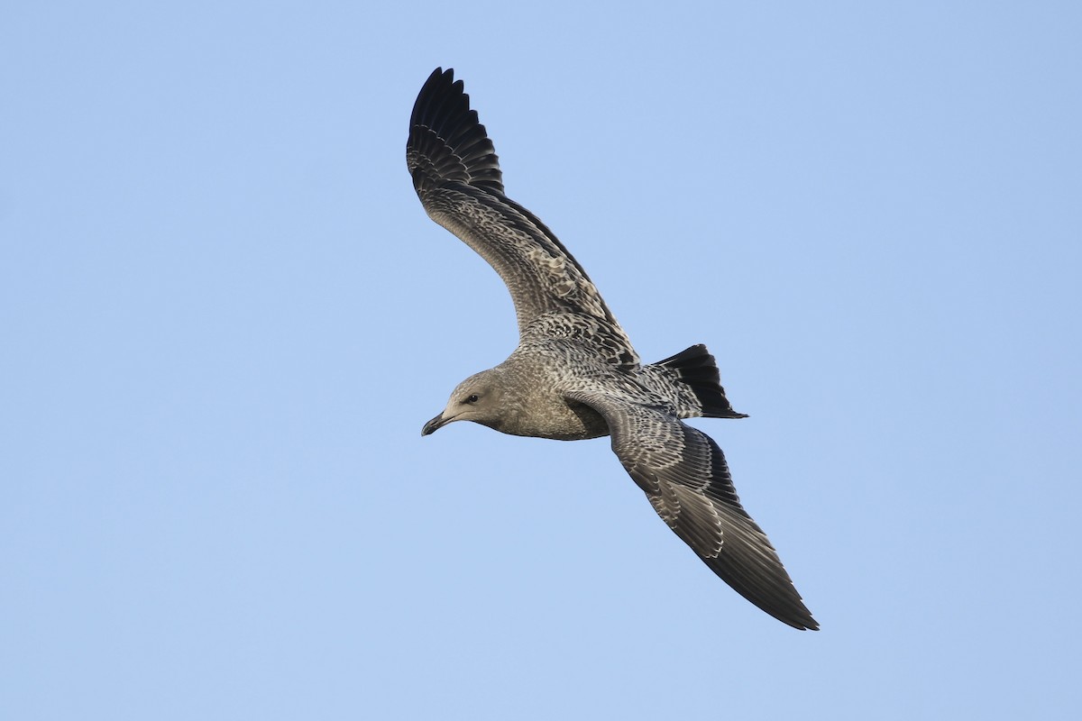 California Gull - Liam Singh