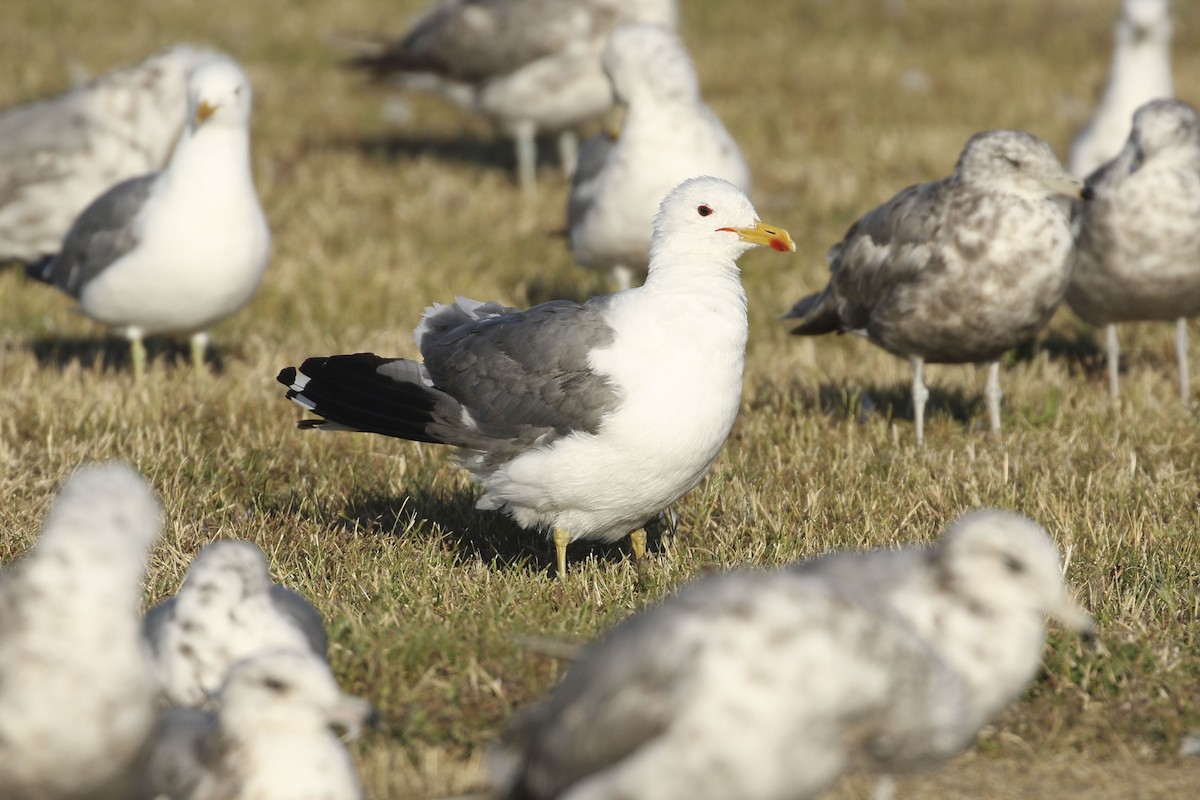 Kaliforniya Martısı (californicus) - ML128063121