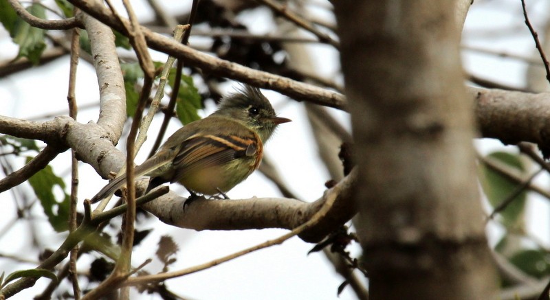 Belted Flycatcher - Rolando Chávez