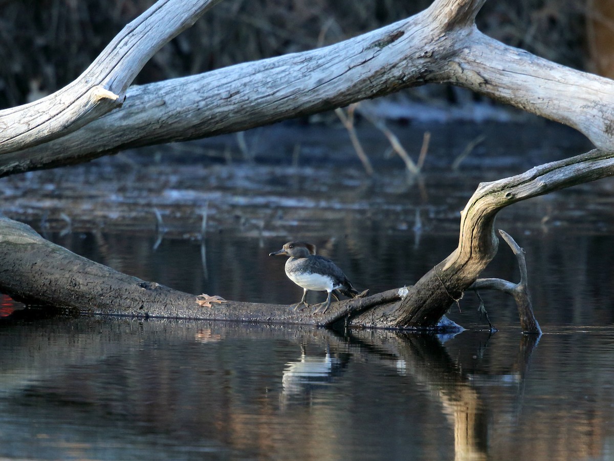 Hooded Merganser - ML128064981