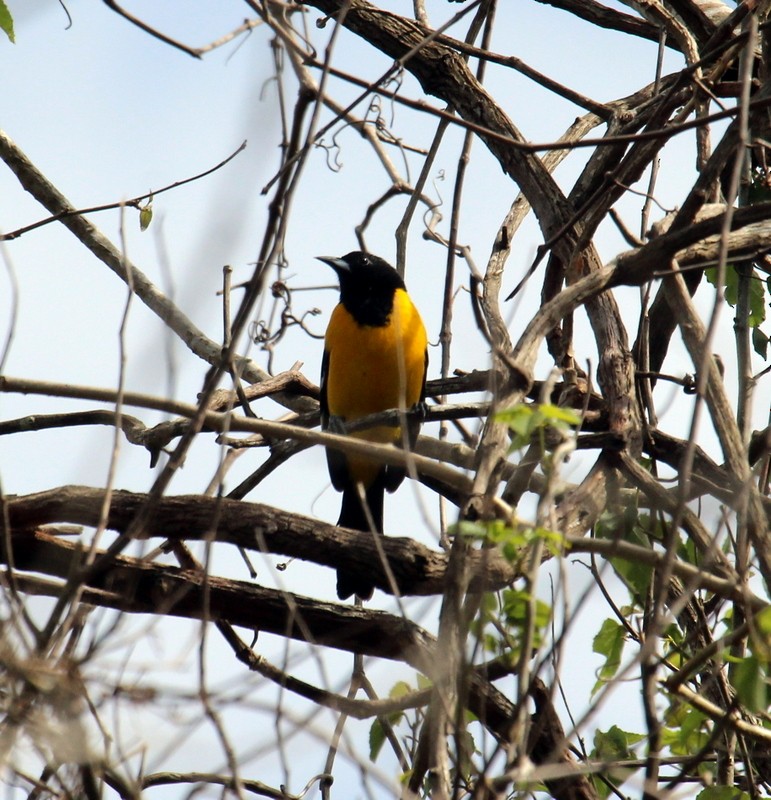 Bar-winged Oriole - Rolando Chávez