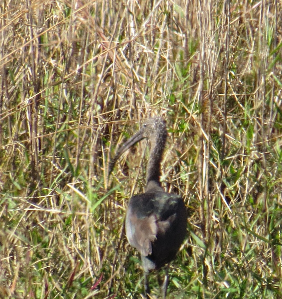 Glossy Ibis - ML128065921