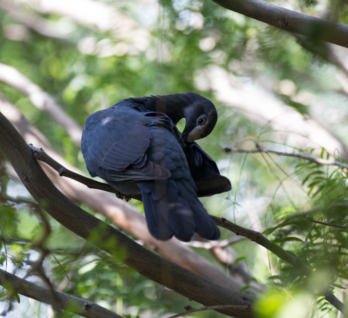 White-crowned Pigeon - ML128066211