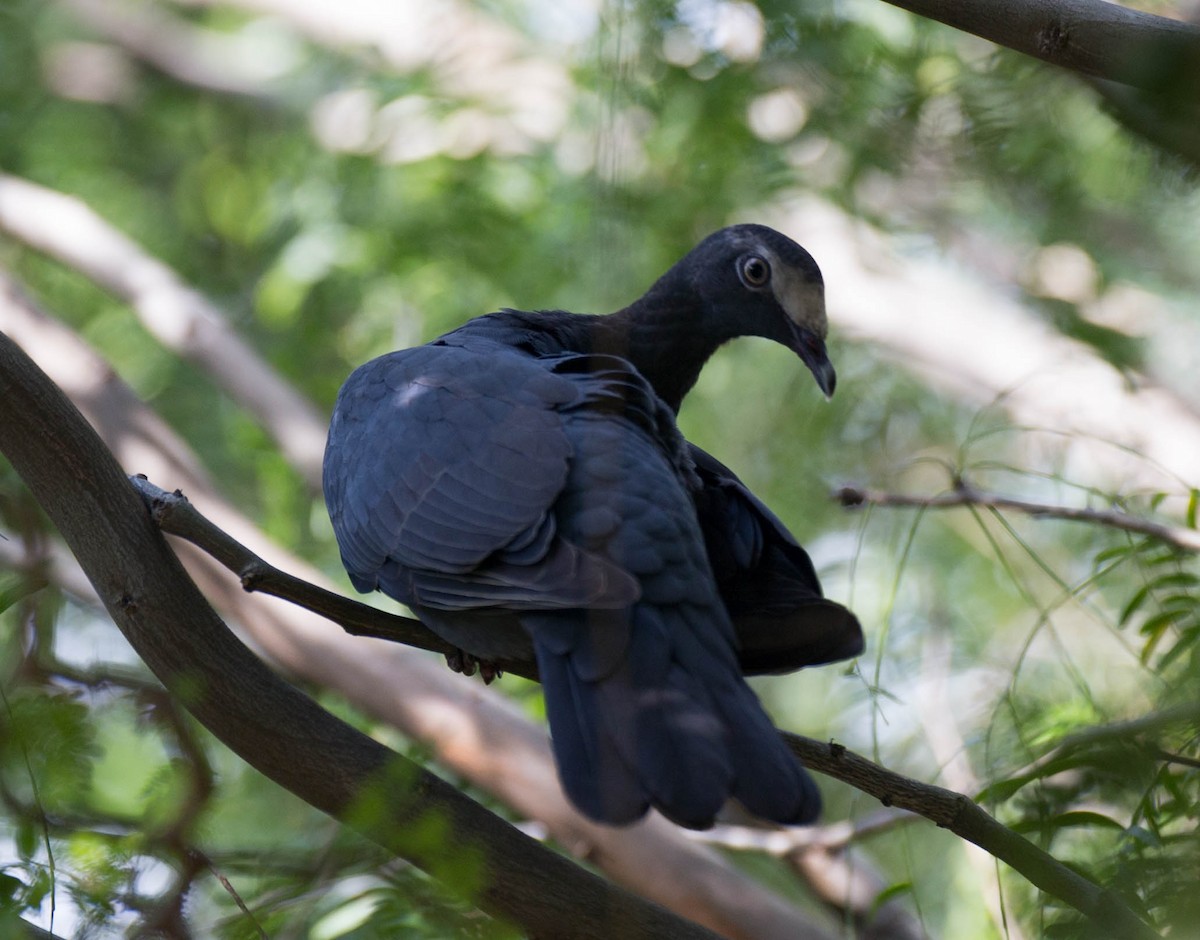 Pigeon à couronne blanche - ML128066221