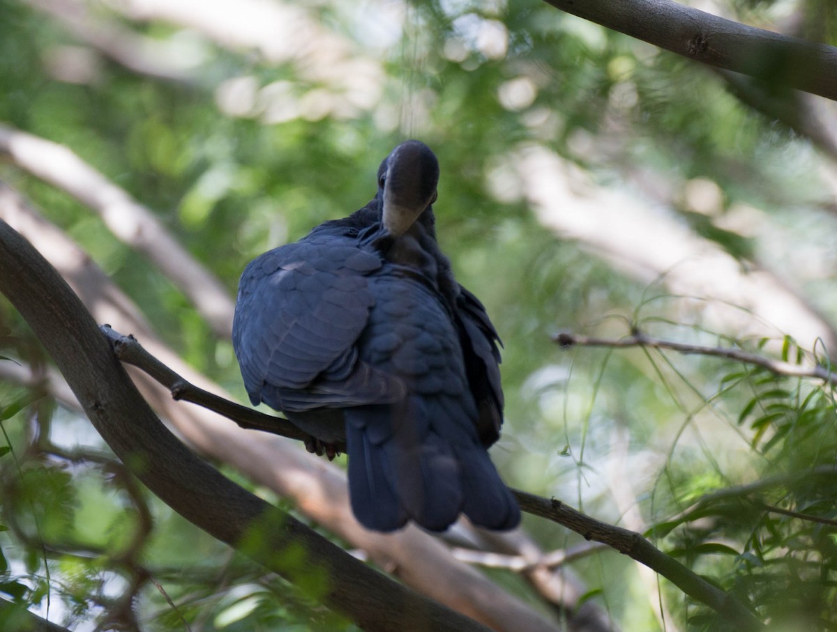 Pigeon à couronne blanche - ML128066241