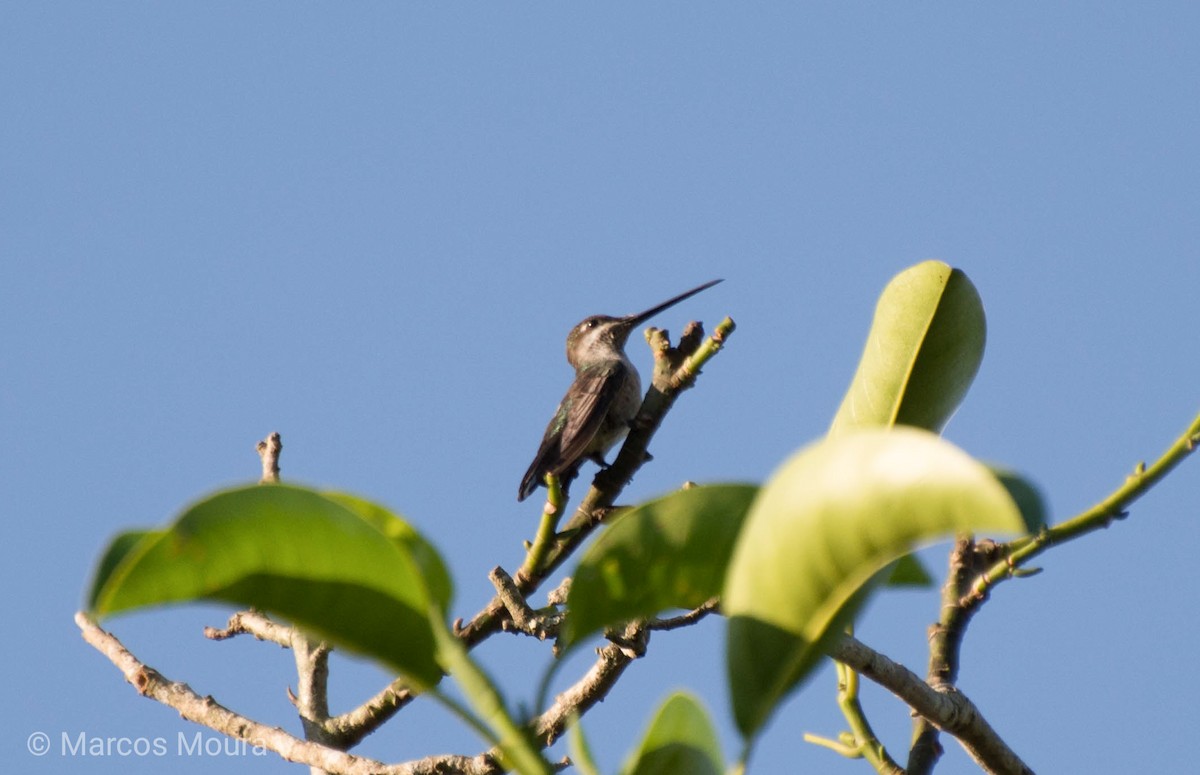 Stripe-breasted Starthroat - Marcos Moura