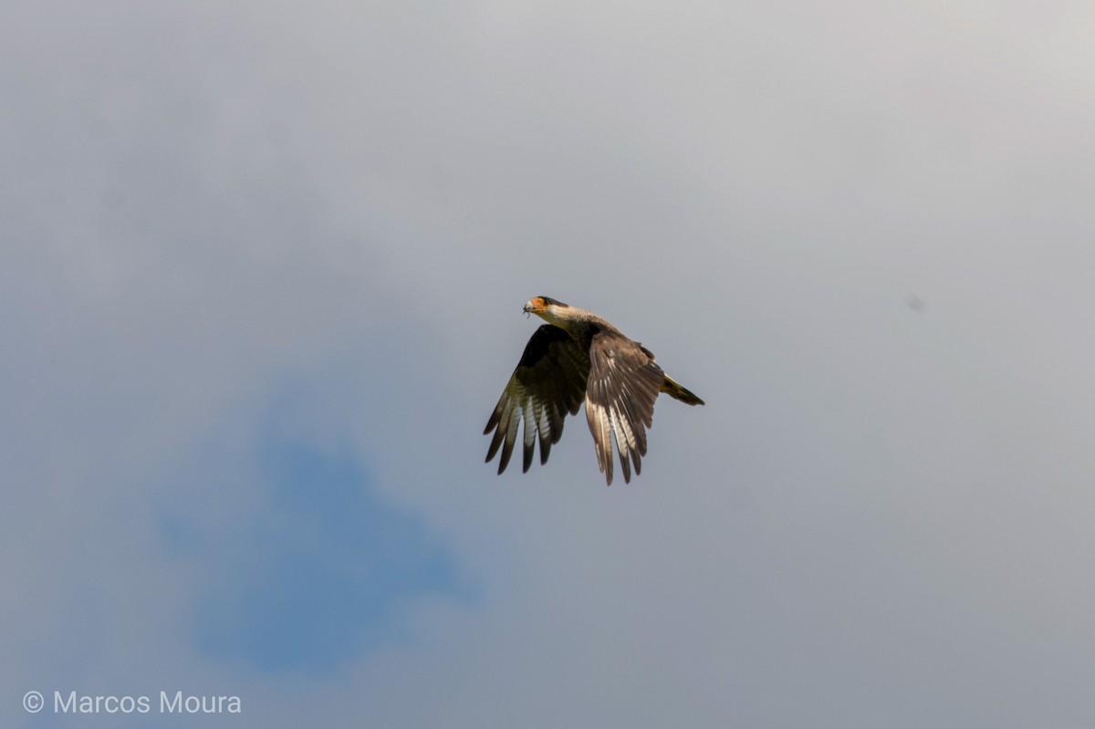 Crested Caracara (Southern) - Marcos Moura