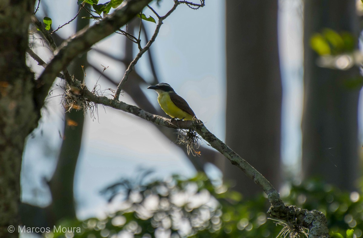 Boat-billed Flycatcher - Marcos Moura