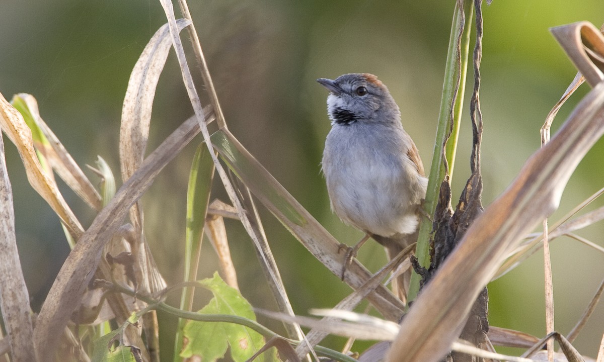 Pale-breasted Spinetail - ML128067991