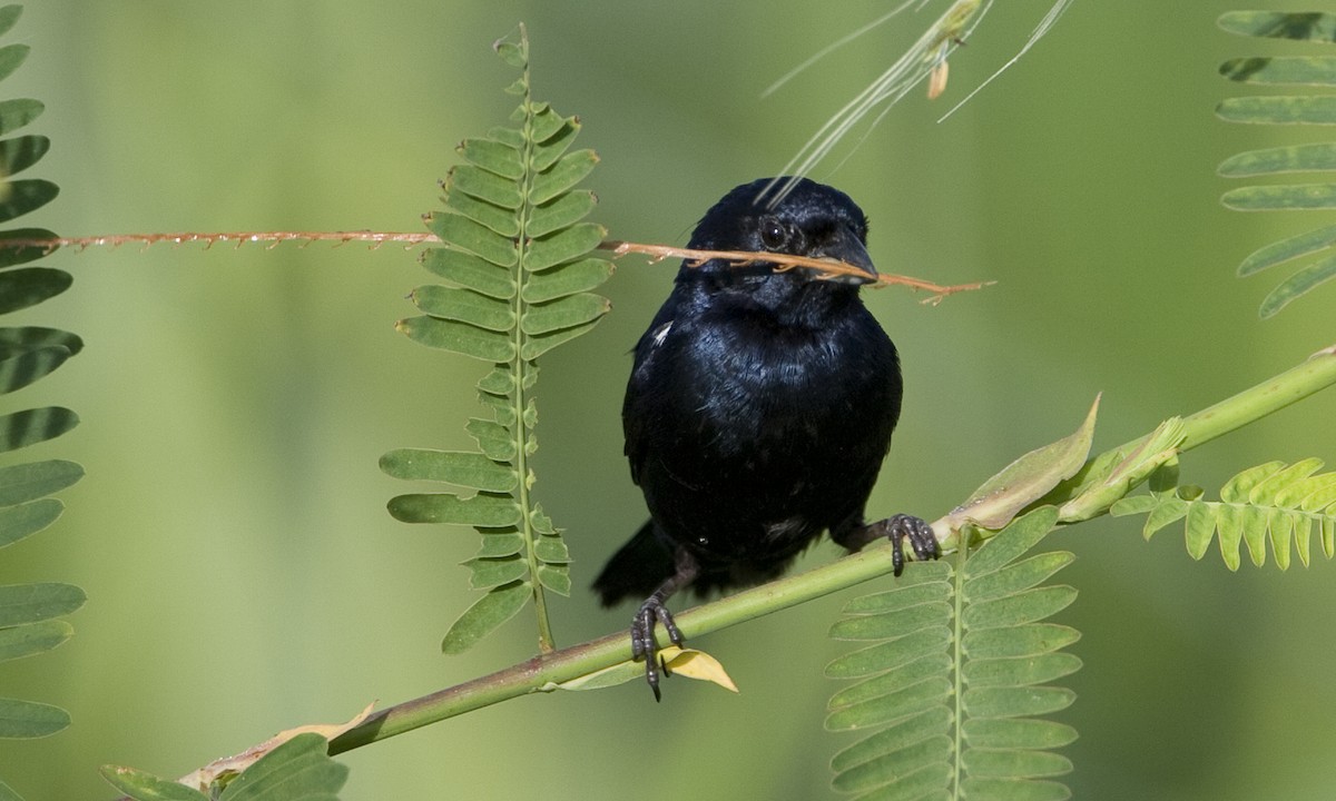 Blue-black Grassquit - ML128068051