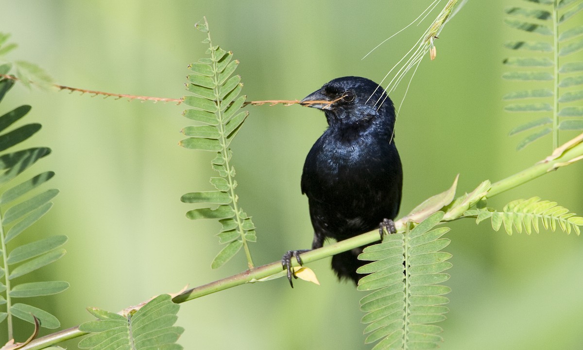 Blue-black Grassquit - ML128068071