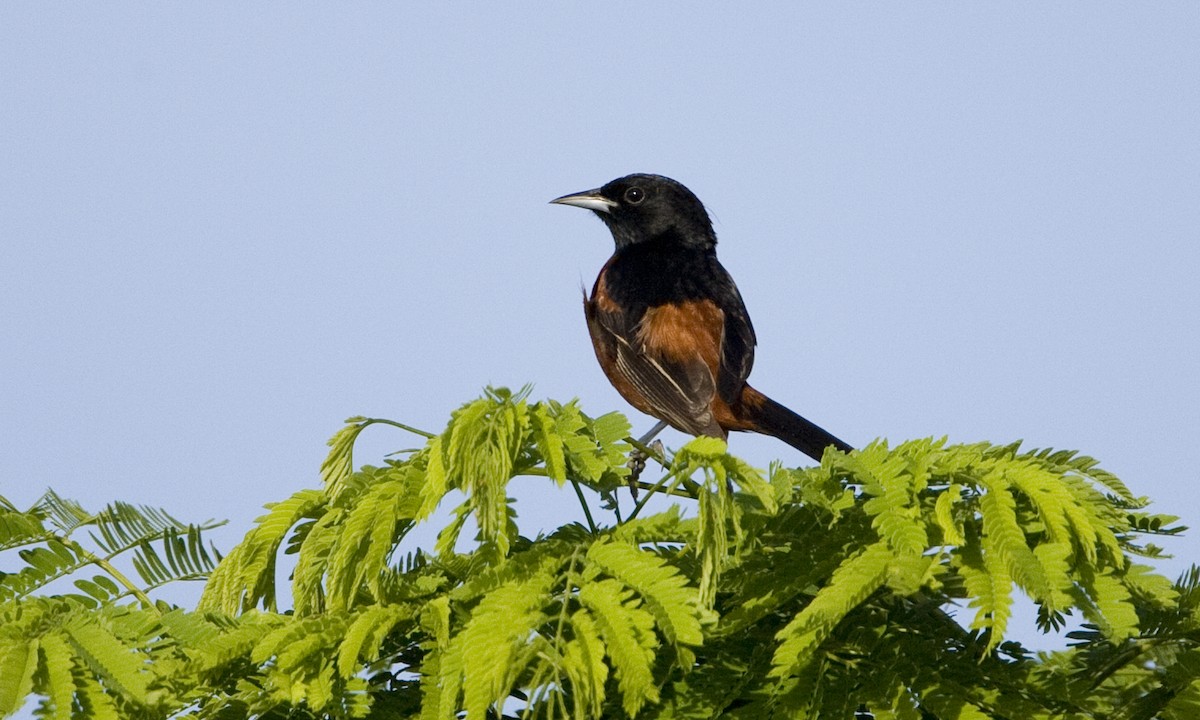 Orchard Oriole - Brian Sullivan