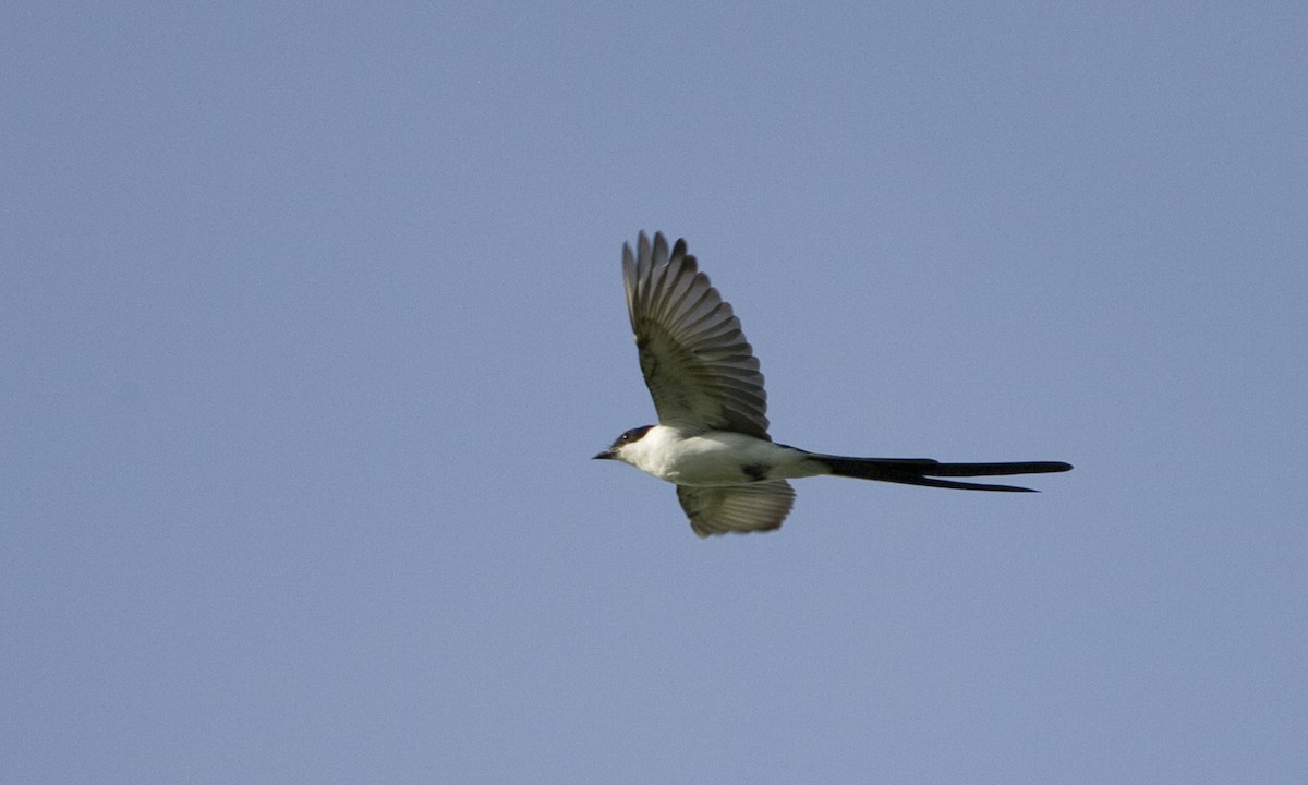 Fork-tailed Flycatcher - ML128068121