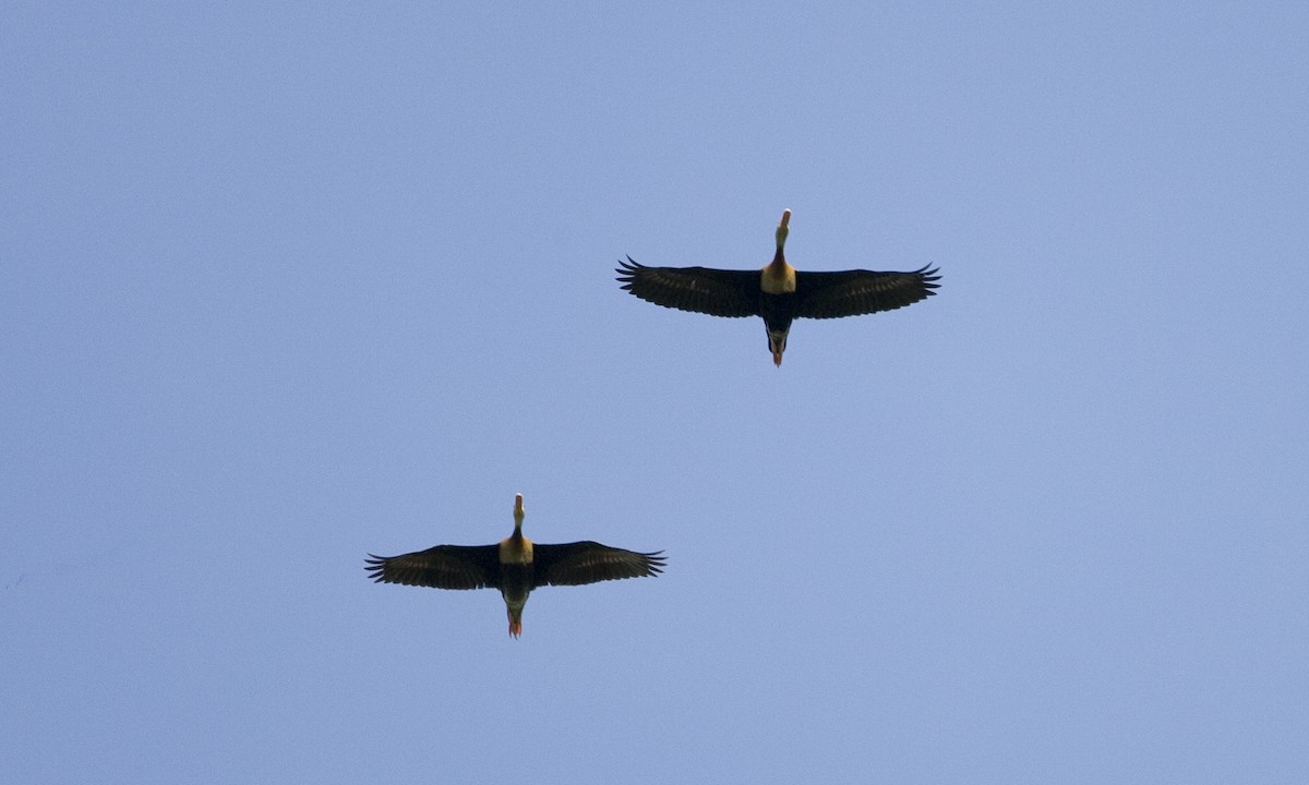 Black-bellied Whistling-Duck - ML128068151