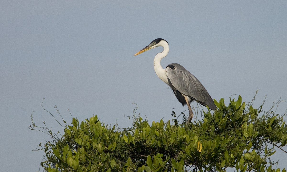 Cocoi Heron - Brian Sullivan