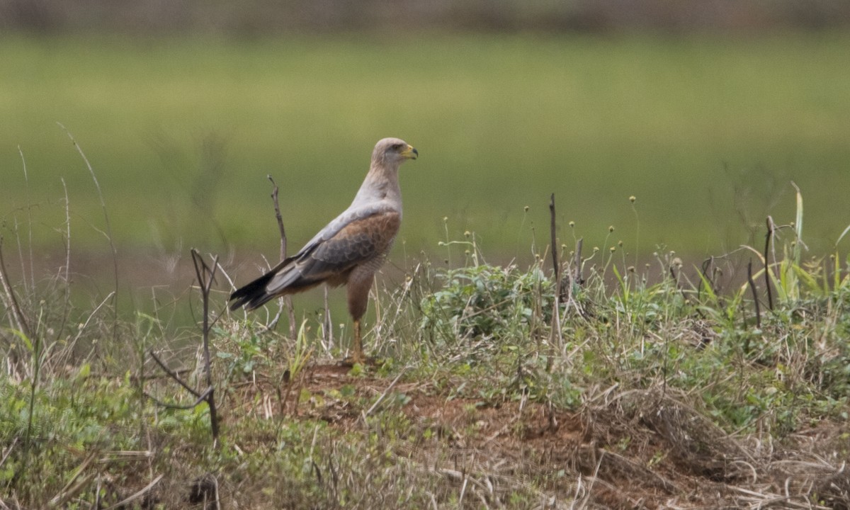 Savanna Hawk - Brian Sullivan