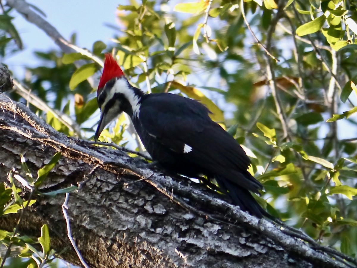 Pileated Woodpecker - ML128068431