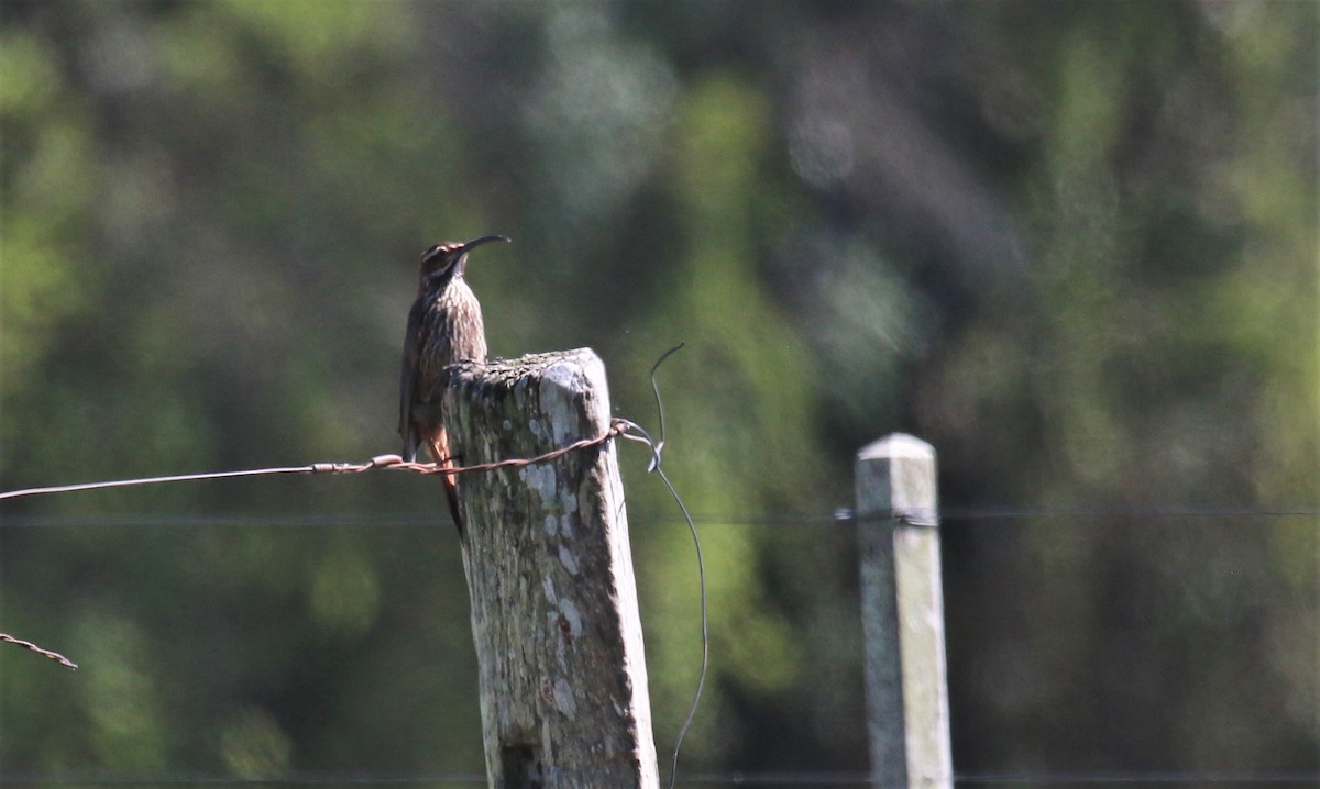 Scimitar-billed Woodcreeper - ML128070281