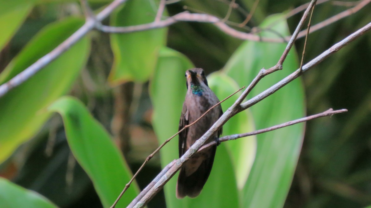 kolibřík fialovouchý - ML128070601