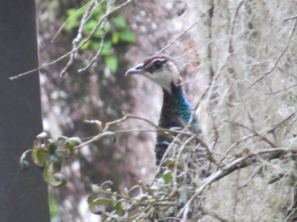 Indian Peafowl - ML128070771