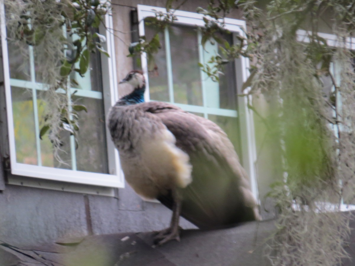 Indian Peafowl - ML128070811