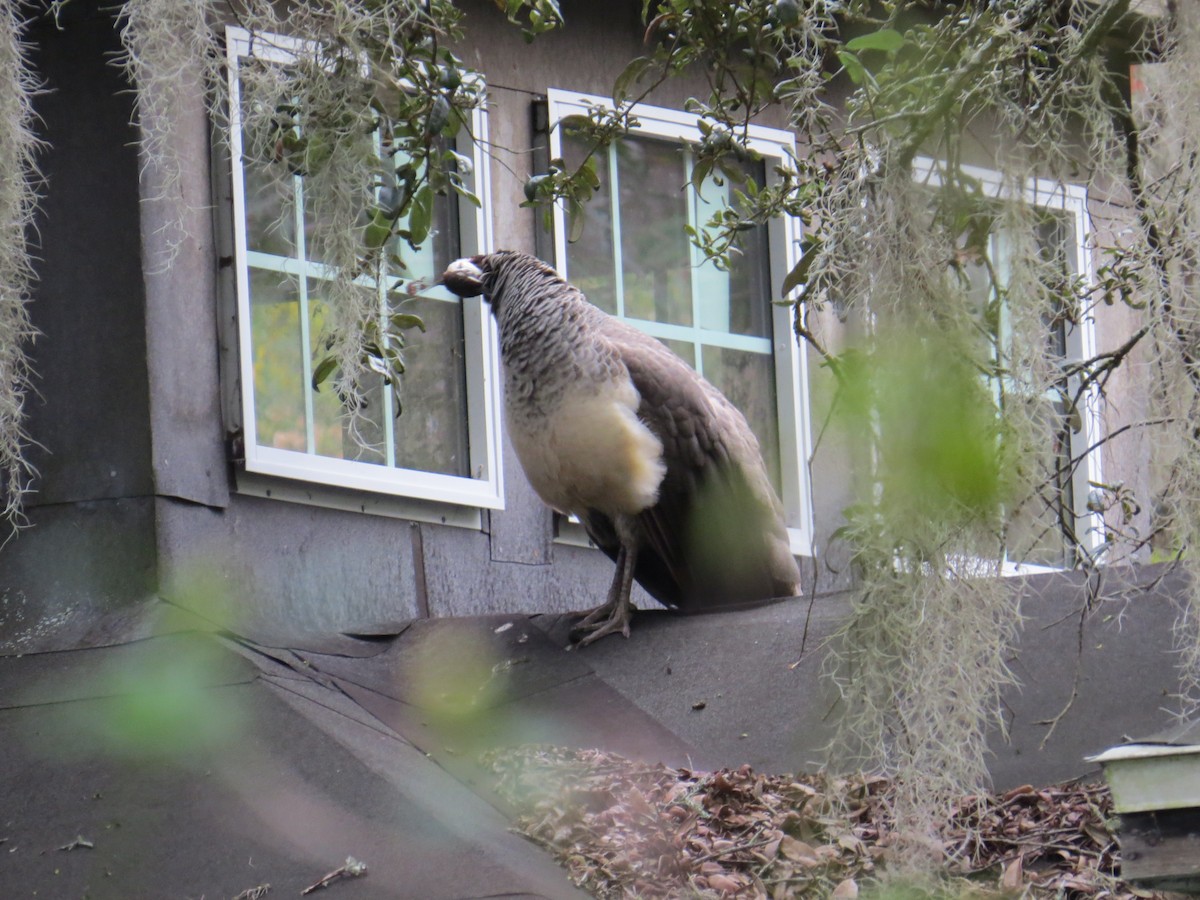 Indian Peafowl - ML128070821