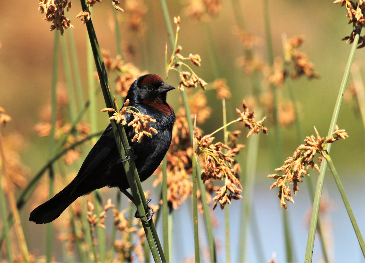 Chestnut-capped Blackbird - ML128070881