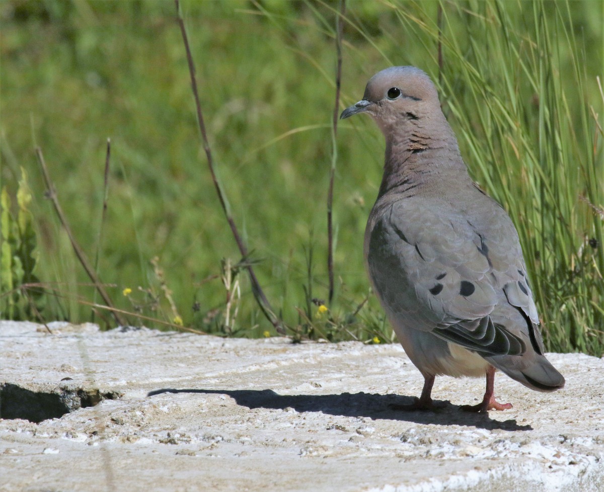 Eared Dove - ML128070961