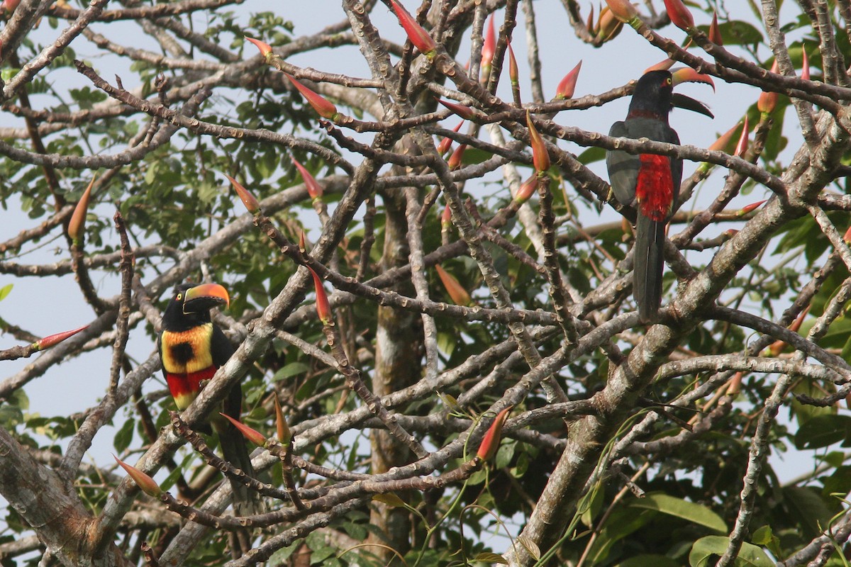 Fiery-billed Aracari - ML128071131