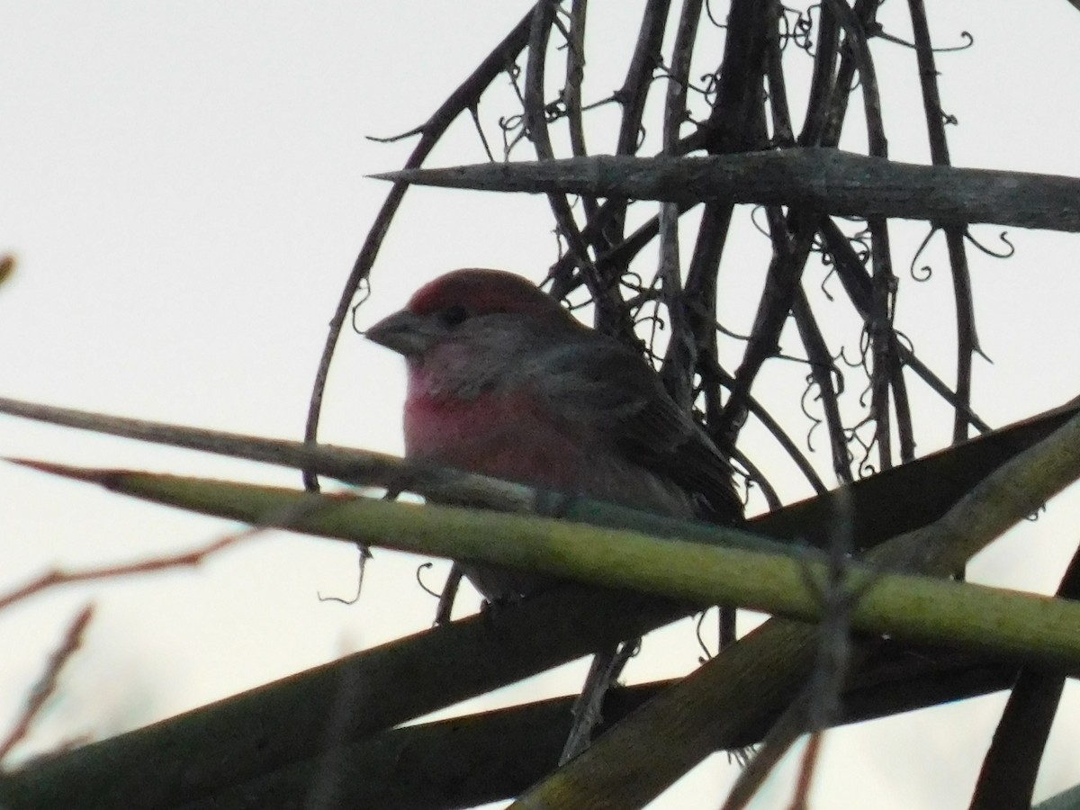 House Finch - Ezekiel Dobson