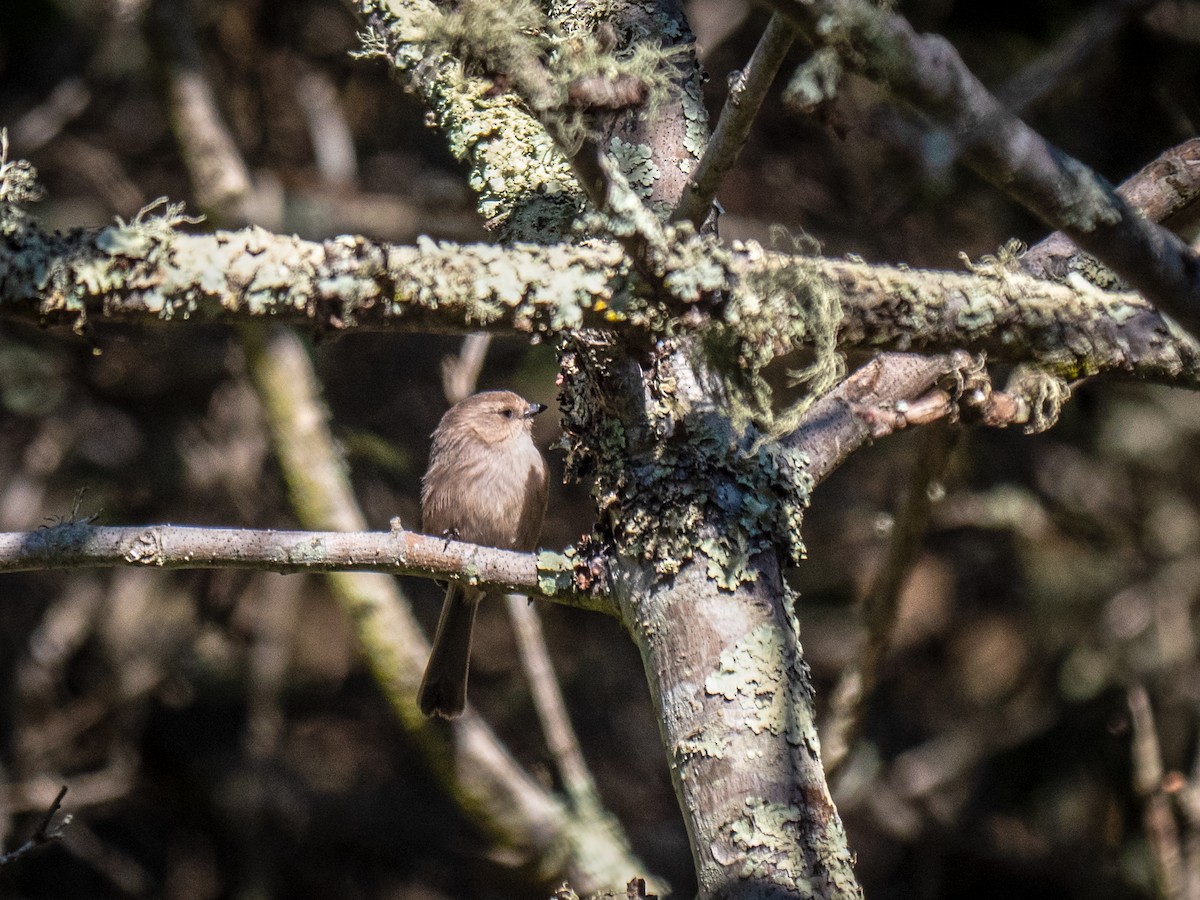 Bushtit - ML128074431