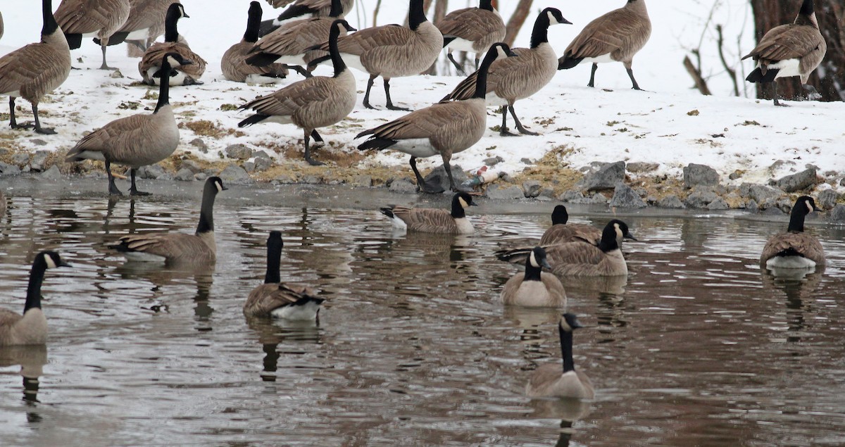 Cackling Goose (Richardson's) - ML128076401