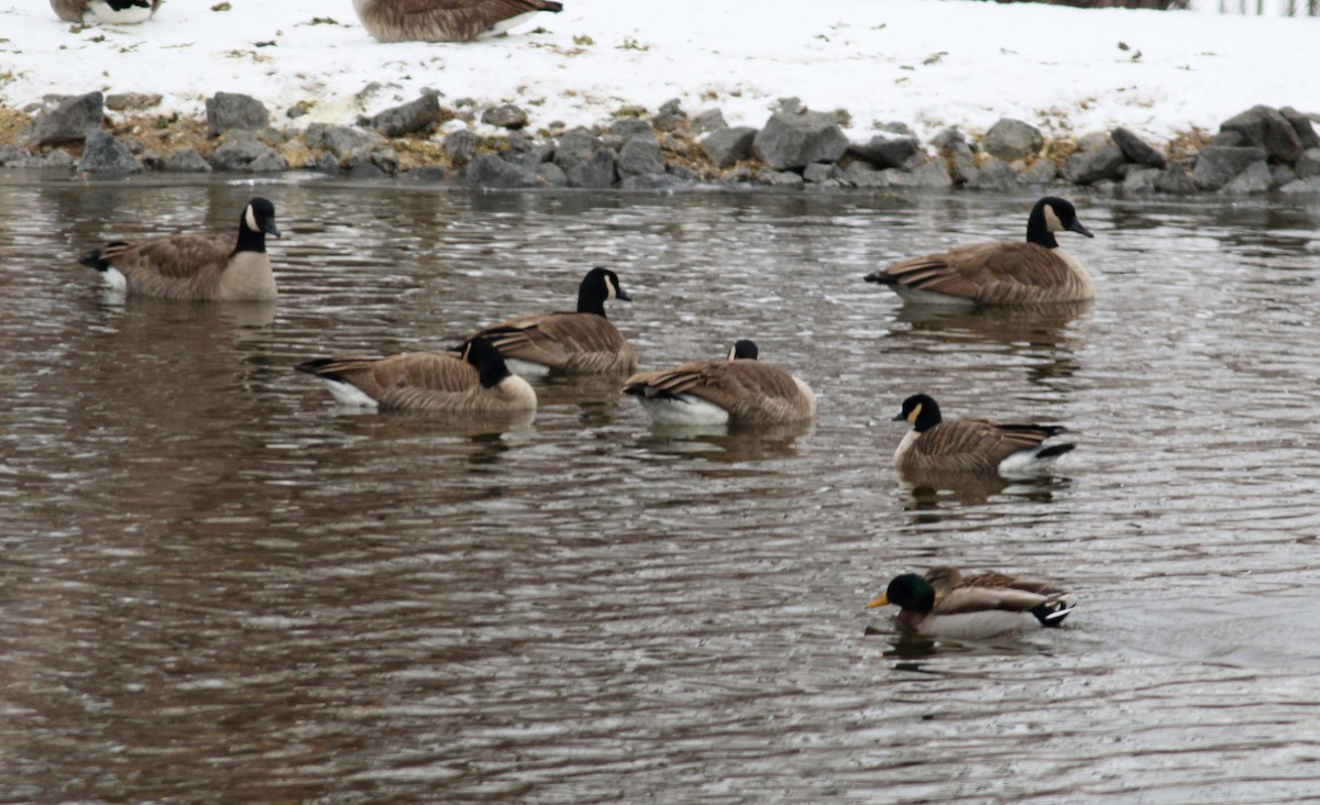 Cackling Goose (Richardson's) - ML128076481