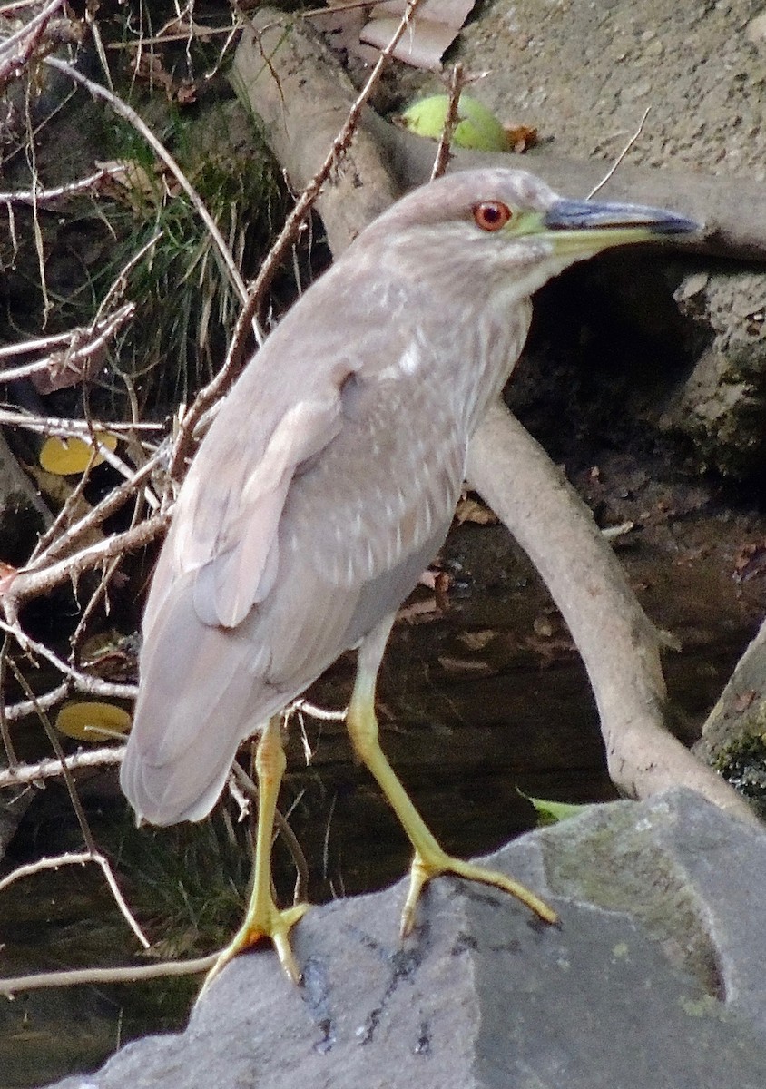 Black-crowned Night Heron - David Howell