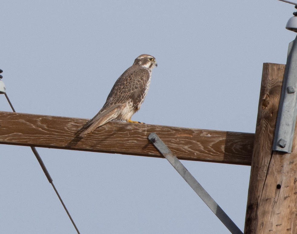 Prairie Falcon - ML128078691