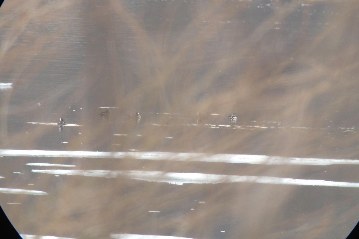 מרגון מקושט - ML128080181