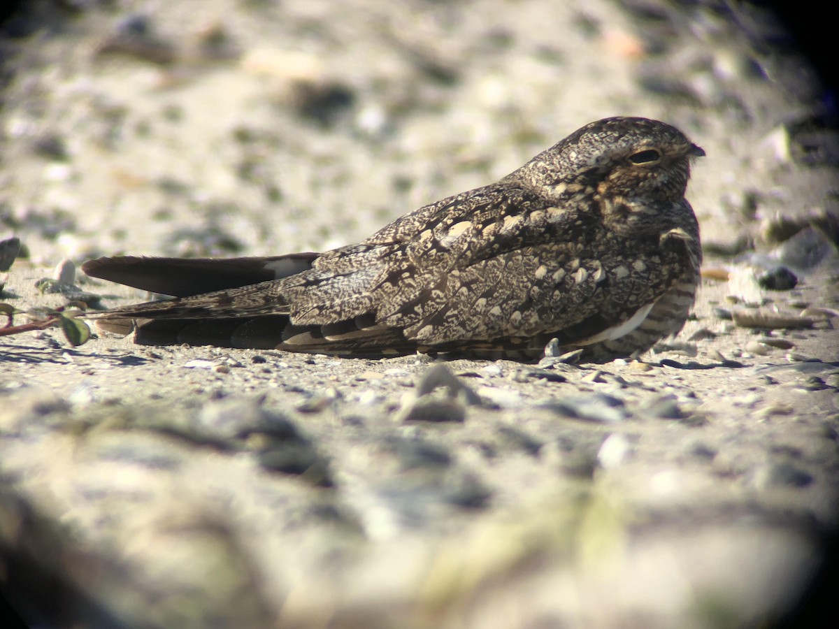 Lesser Nighthawk - ML128080421