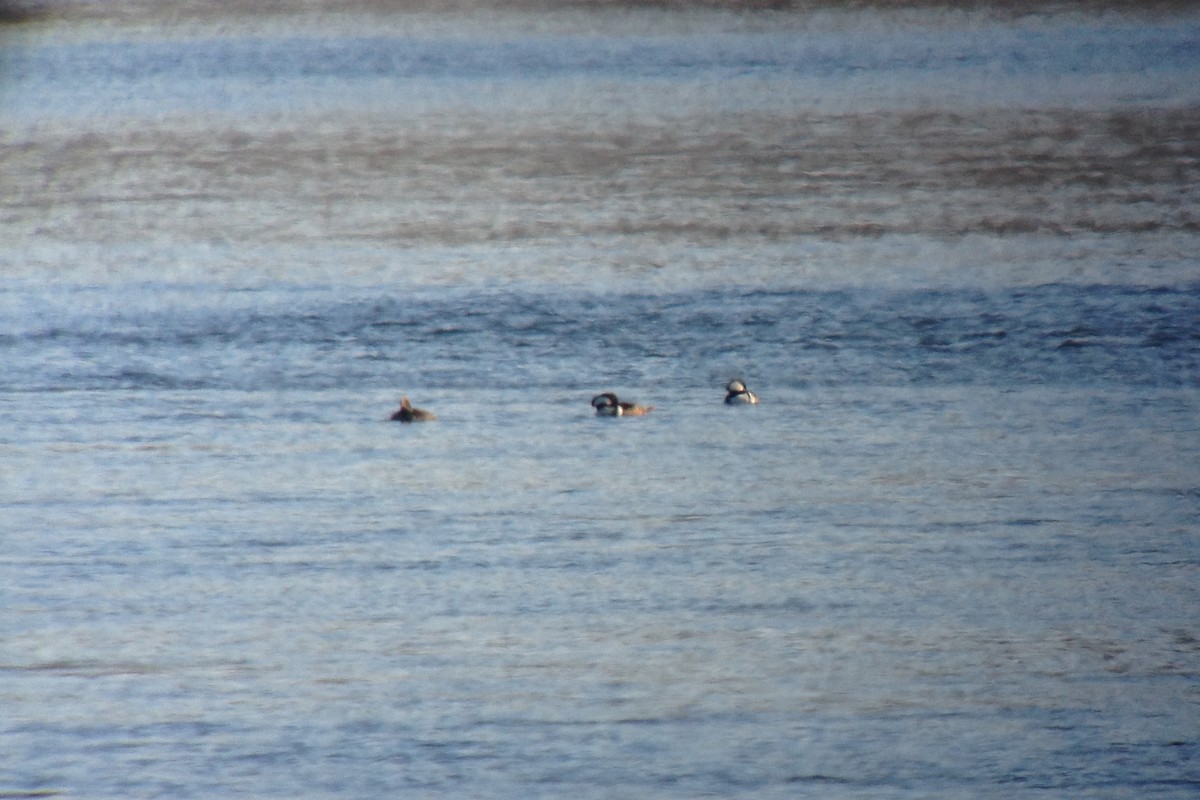 מרגון מקושט - ML128082191