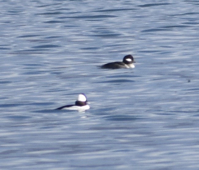 Bufflehead - John/Linda Mendoza