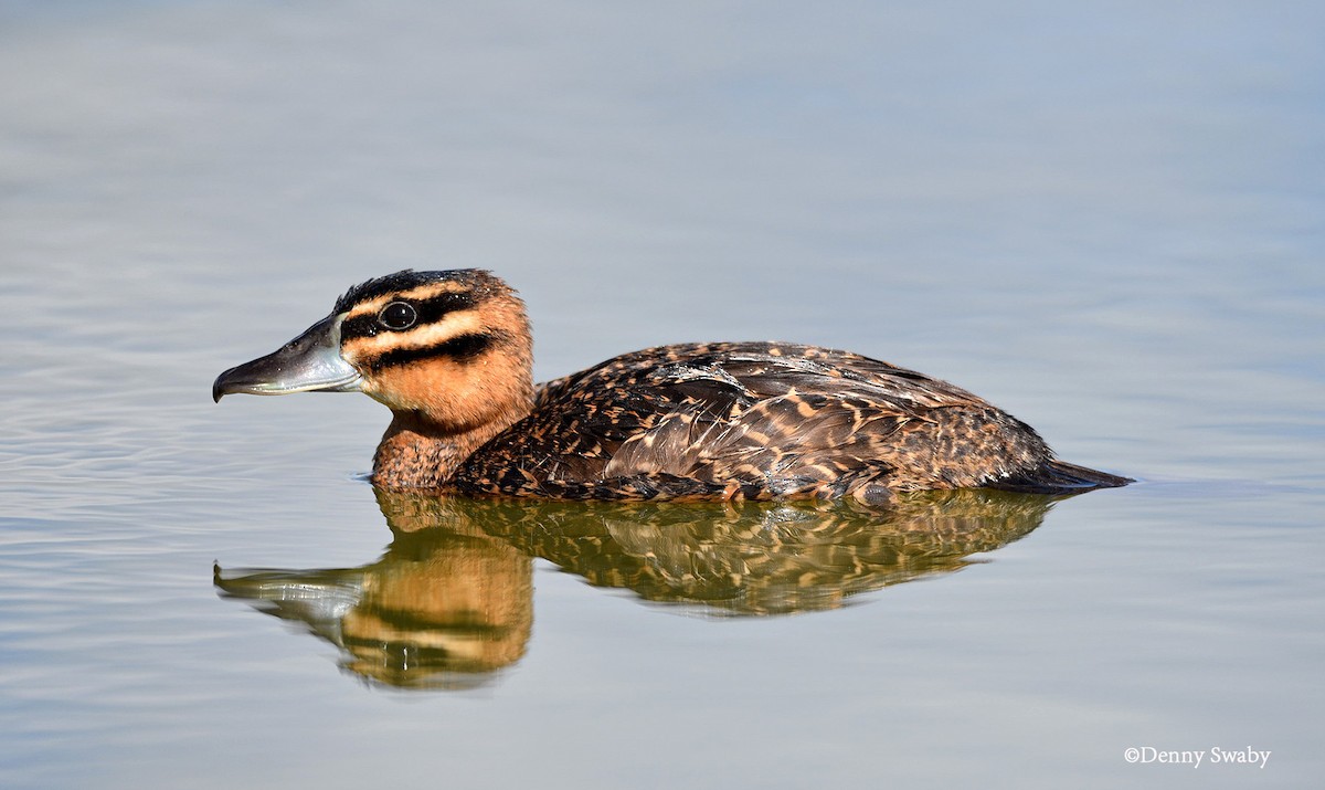 Masked Duck - ML128084141