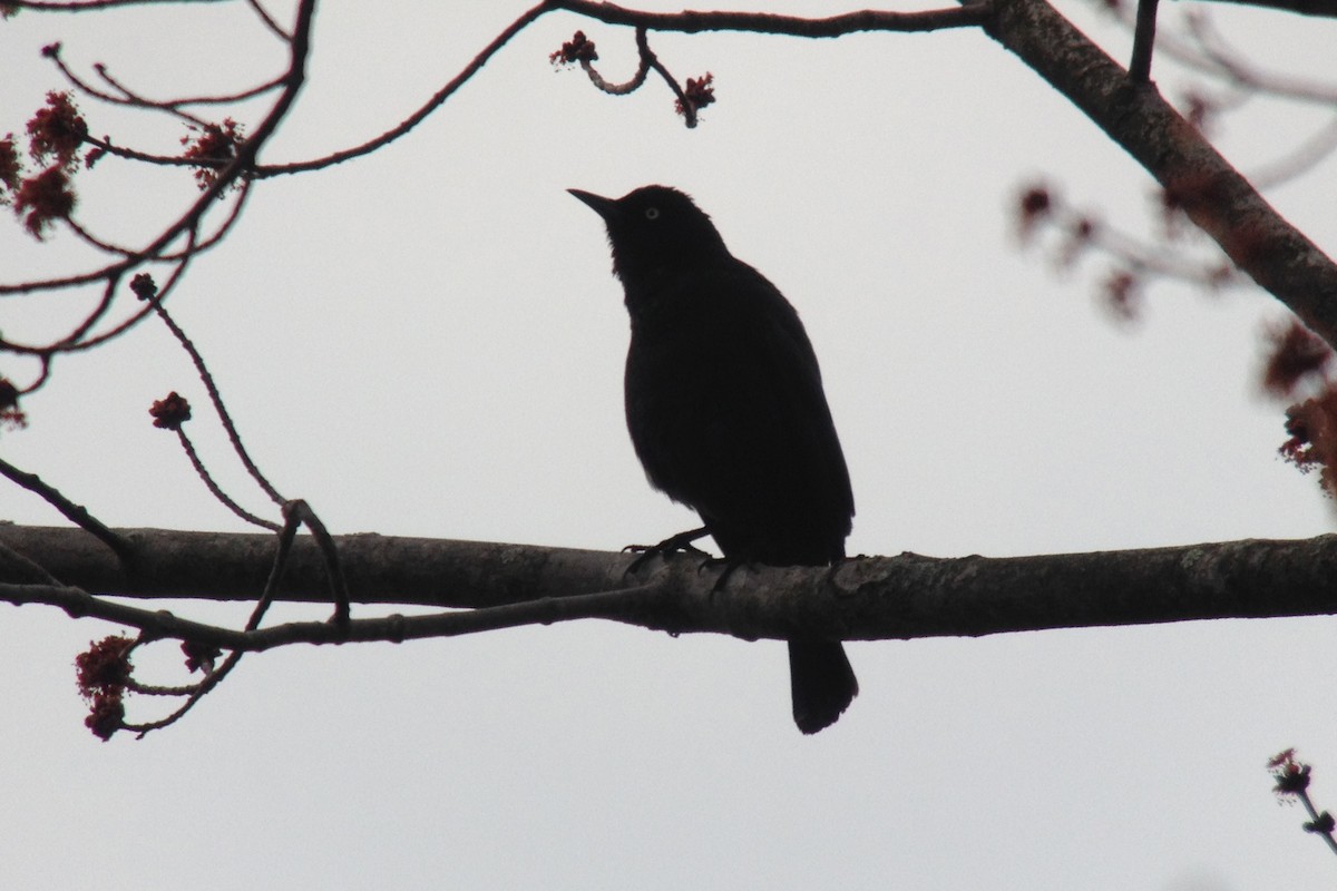 Rusty Blackbird - ML128086261