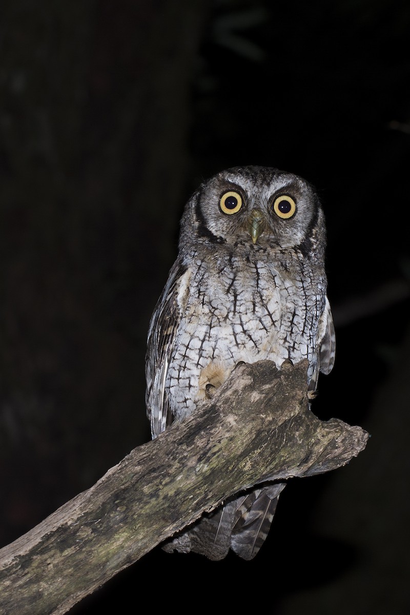 Tropical Screech-Owl - João Salvador